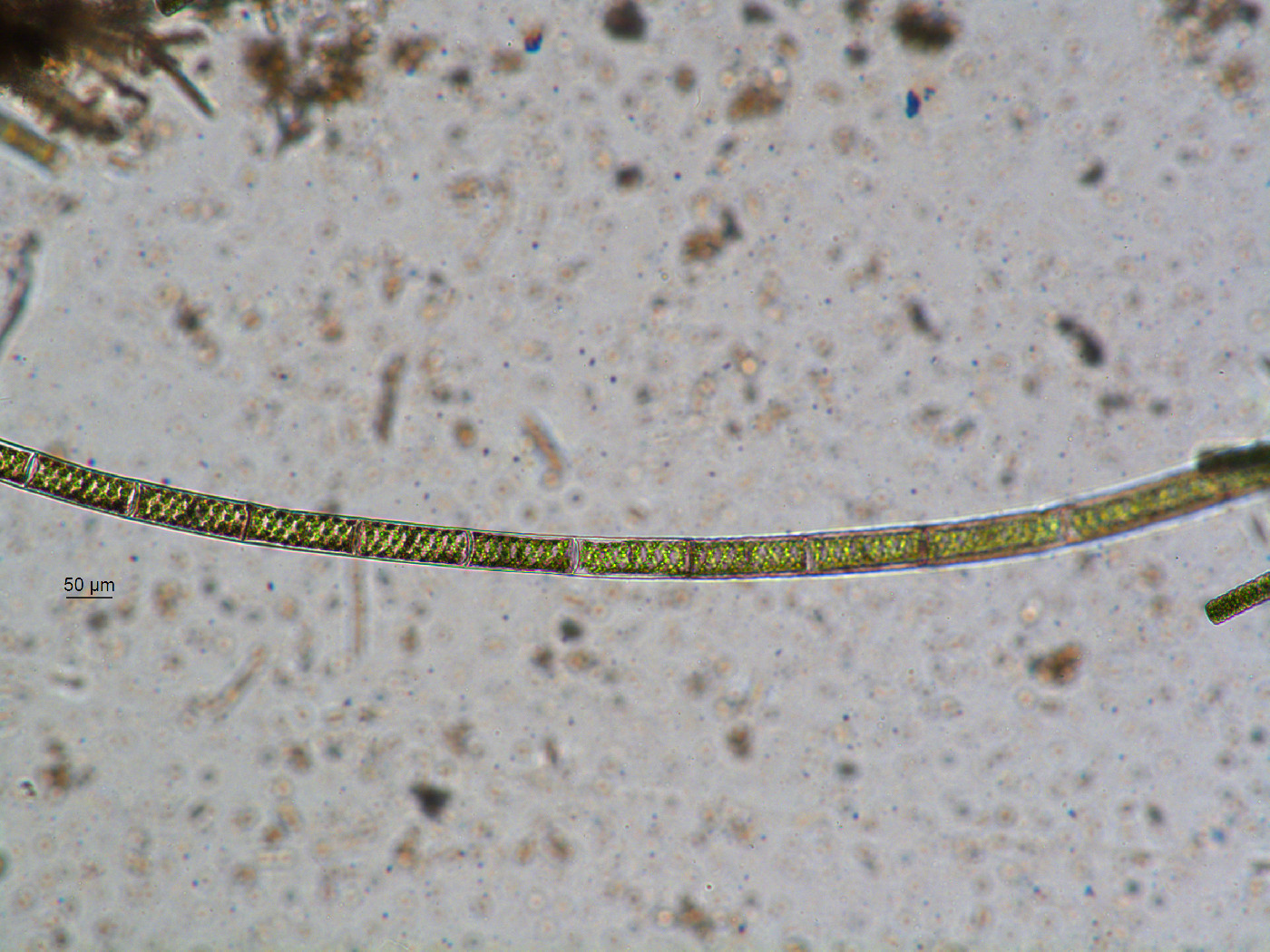 Spirogyra image