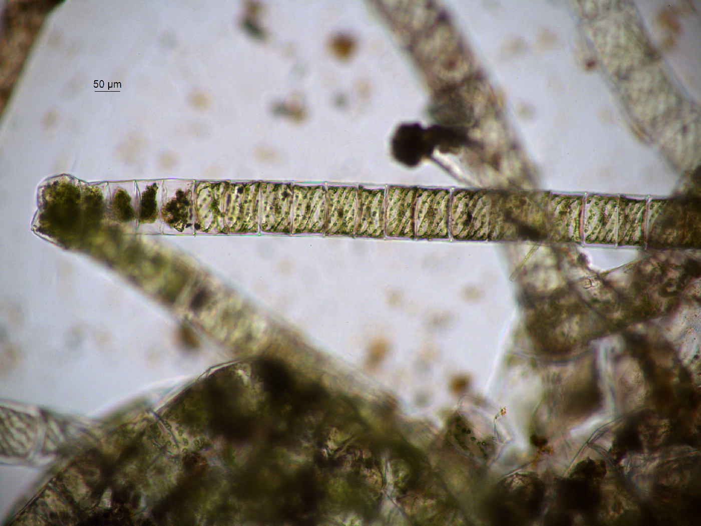 Spirogyra image