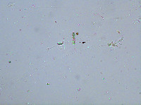 Image of Spondylosium pulchellum
