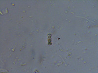 Spondylosium planum image