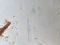 Image of Spondylosium planum