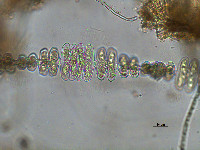 Spondylosium pulchrum image