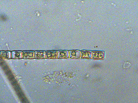 Image of Spondylosium tetragonum