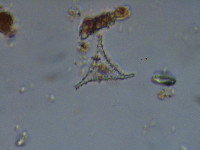 Staurastrum anatinum image