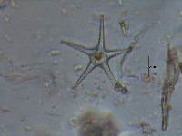Staurastrum ankyroides image
