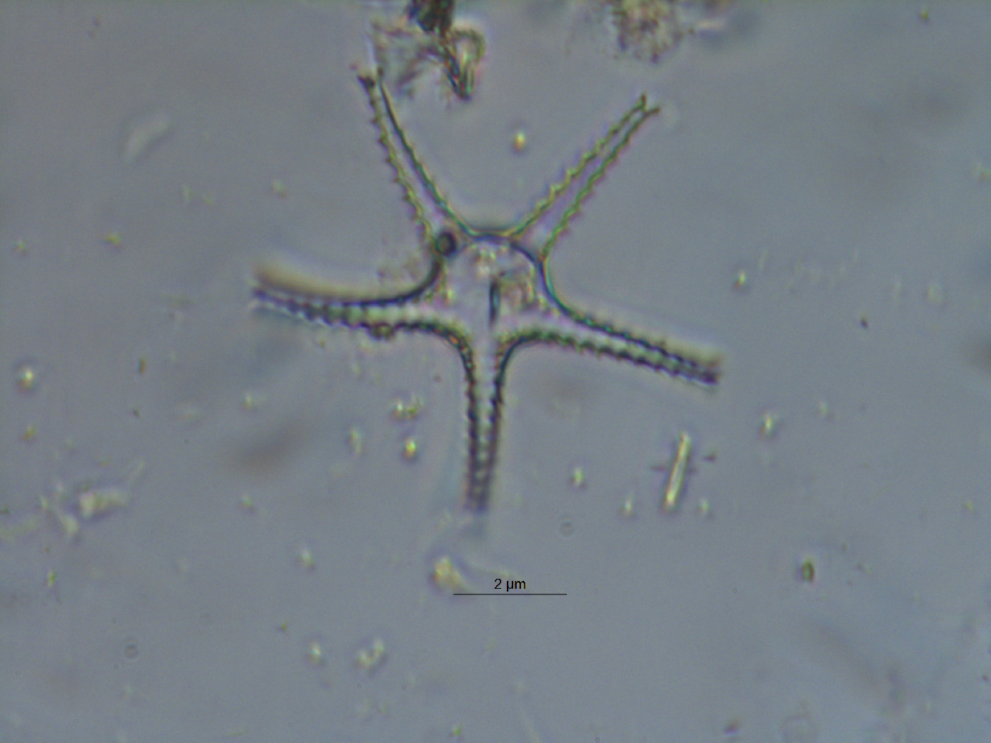 Staurastrum ankyroides image