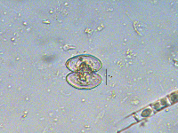 Image of Staurastrum lapponicum