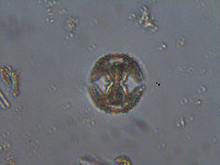Staurastrum cerastes image