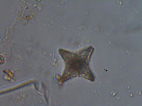 Staurastrum cerastes image