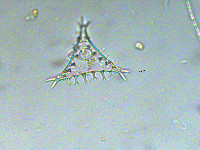 Image of Staurastrum concinnum