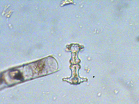 Staurastrum elongatum image