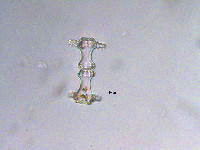 Image of Staurastrum elongatum