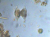 Staurastrum hexacerum image