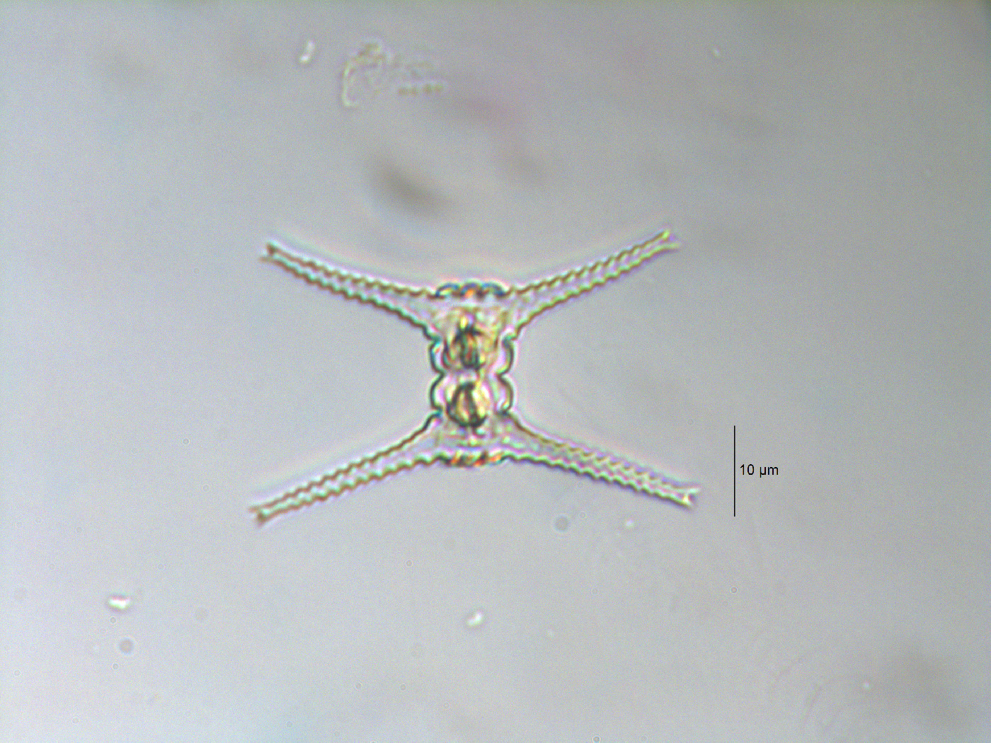 Staurastrum johnsonii image