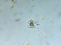 Staurastrum lanceolatum image
