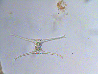 Image of Staurastrum leptocladum