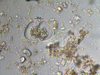 Staurastrum orbiculare image