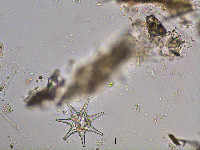 Staurastrum radians image