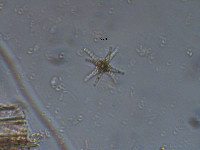 Staurastrum margaritaceum image