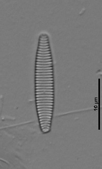 Stauroforma exiguiformis image