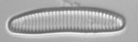 Image of Stauroforma exiguiformis