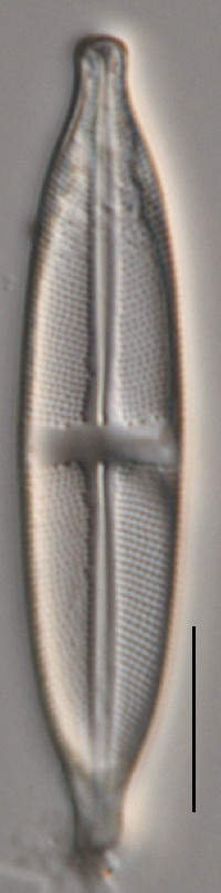 Image of Stauroneis acidoclinata