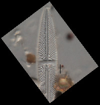 Stauroneis gracilis image