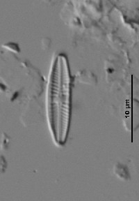Image of Stauroneis parathermicola