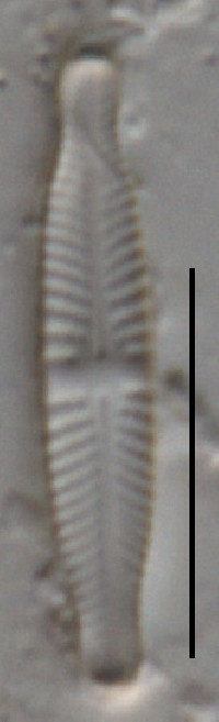 Stauroneis thermicola image