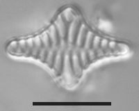 Image of Staurosirella leptostauron