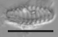 Staurosirella pinnata image