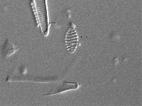 Staurosirella pinnata image