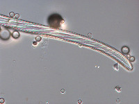 Image of Stenopterobia curvula