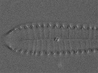 Surirella tenera image