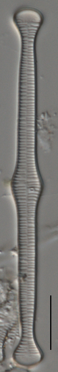Image of Tabellaria fenestrata
