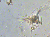 Homoeothrix (Tapinothrix) image