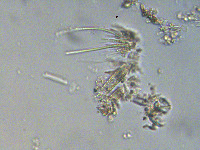 Homoeothrix (Tapinothrix) image