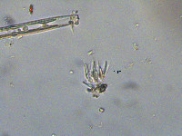 Homoeothrix (Tapinothrix) image