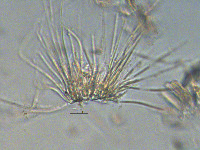 Homoeothrix (Tapinothrix) image