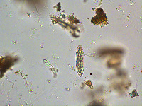 Image of Tetmemorus granulatus