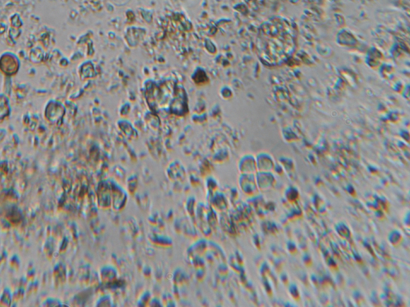 Eunotia elegans image