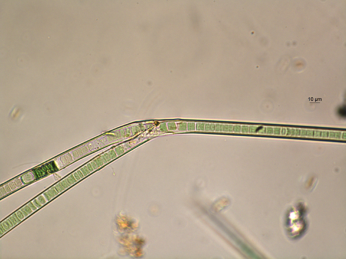 Microchaetaceae image