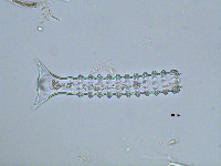 Image of Triploceras verticillatum