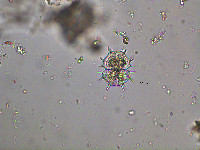 Xanthidium antilopaeum image
