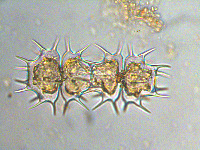 Xanthidium cristatum image