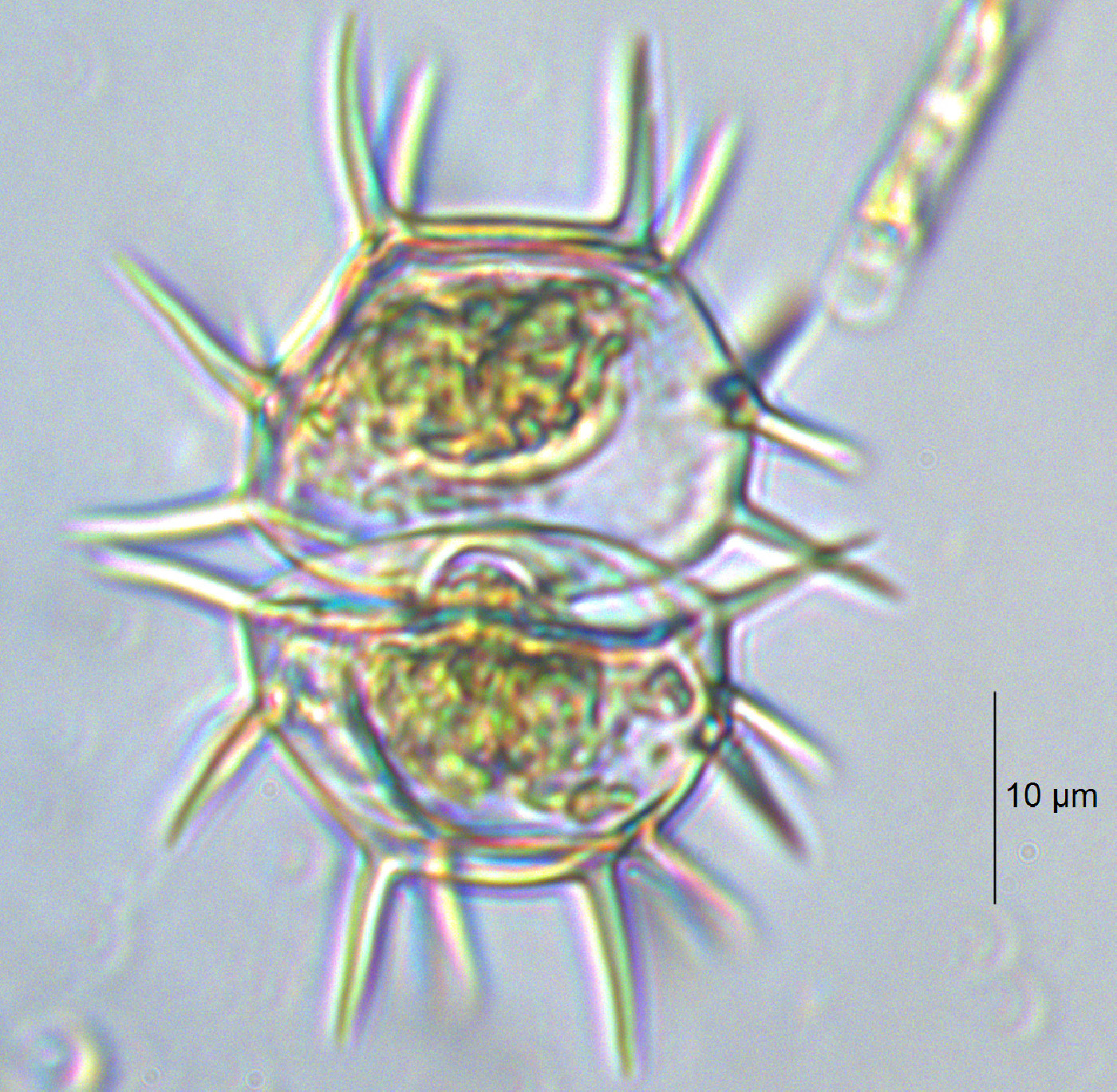 Xanthidium cristatum image