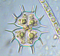 Image of Xanthidium cristatum