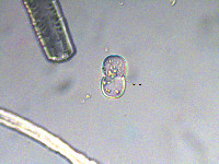 Image of Actinotaenium cucurbita