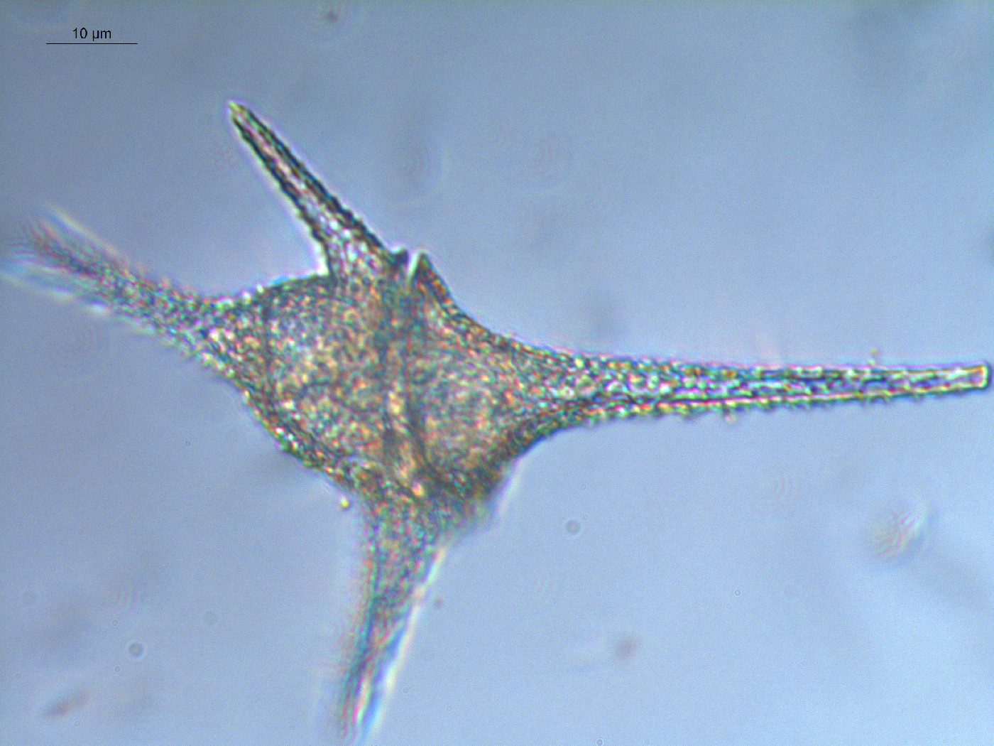 Ceratium hirundinella image