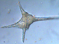 Ceratium hirundinella image